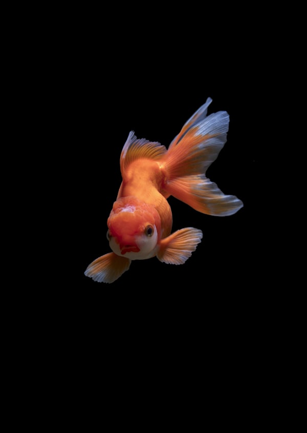 Shop aquarium fish supplies and food