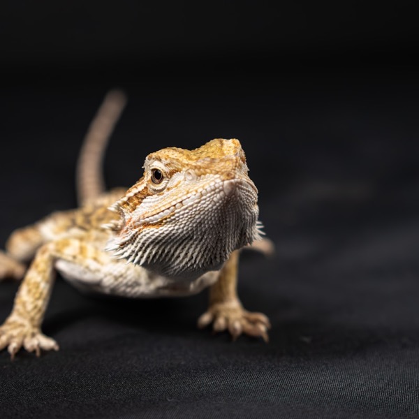 Shop reptile terrariums, heat and food