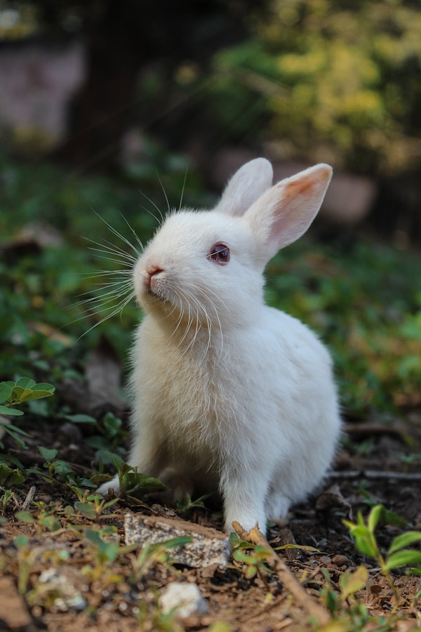 Shop supplies for rabbits, hamsters and small pets